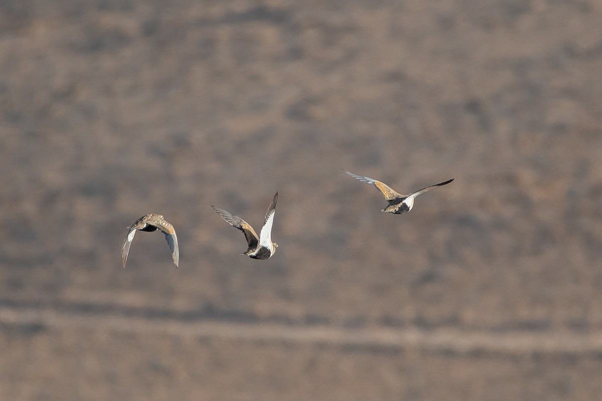 Black-bellied Sandgrouse - Yonatan Gordon