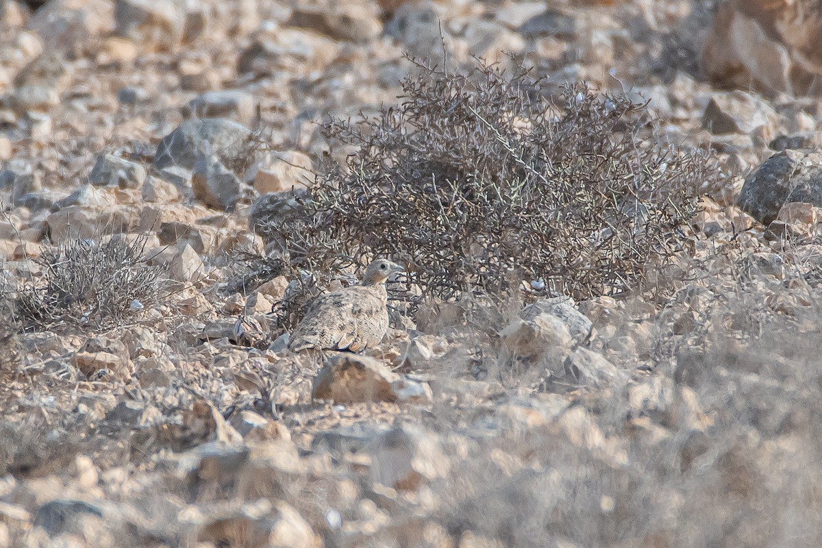 Black-bellied Sandgrouse - Yonatan Gordon