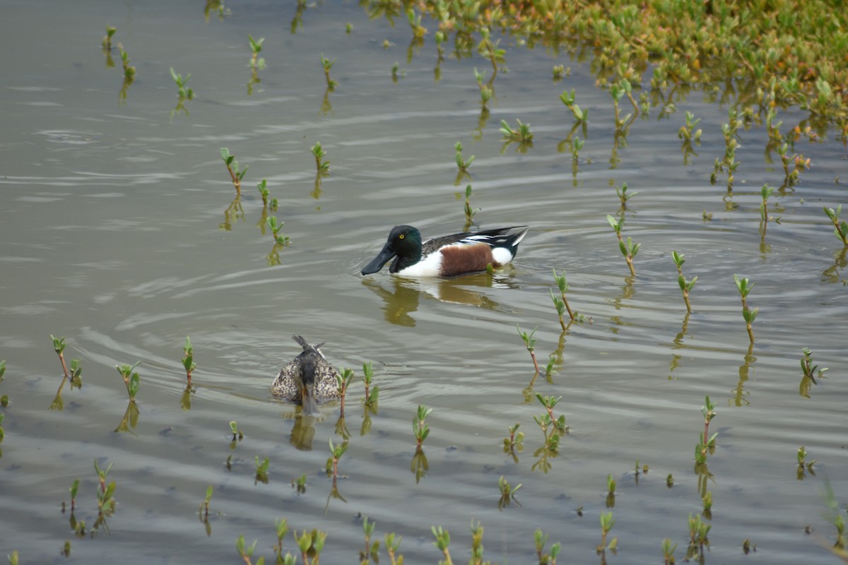 Northern Shoveler - Beatriz Castaño