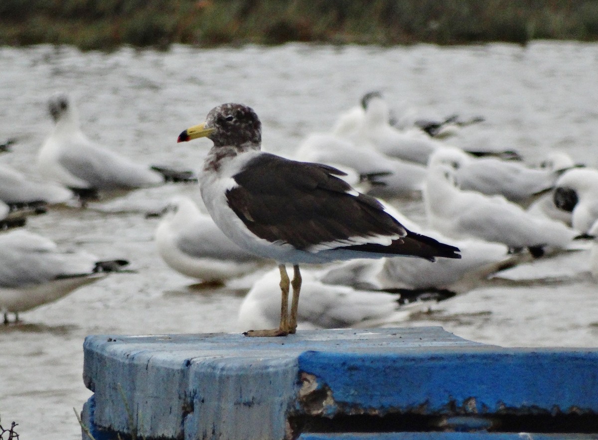 Belcher's Gull - ML616379976