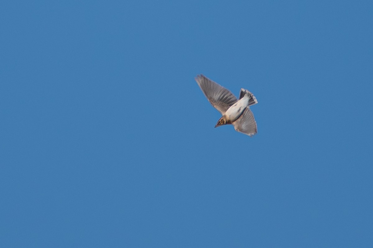 Bimaculated Lark - Yonatan Gordon