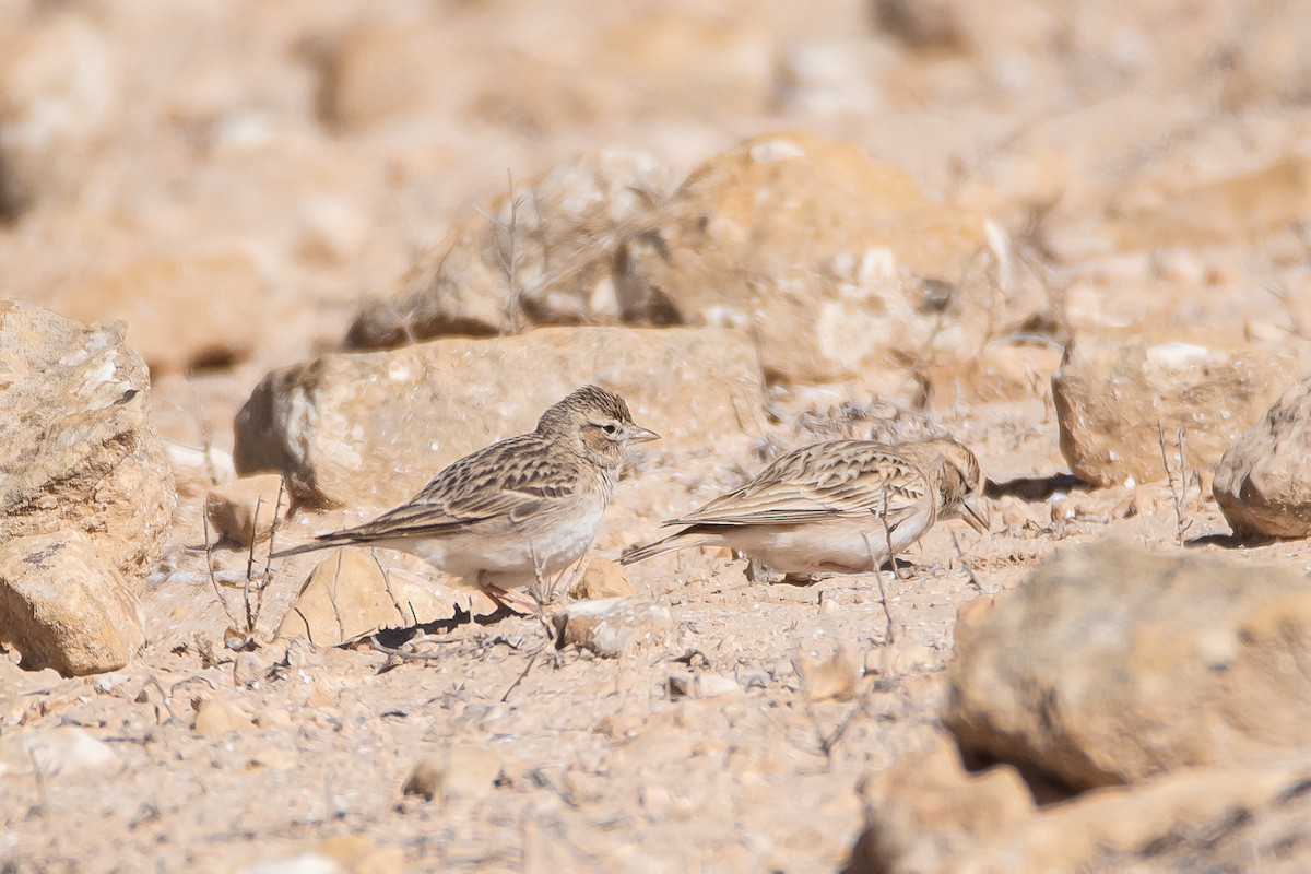 Greater Short-toed Lark - Yonatan Gordon