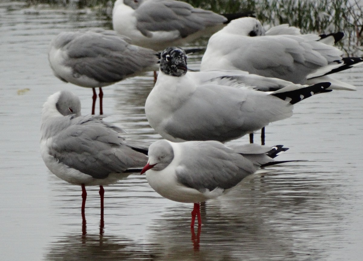 Gray-hooded Gull - ML616380016