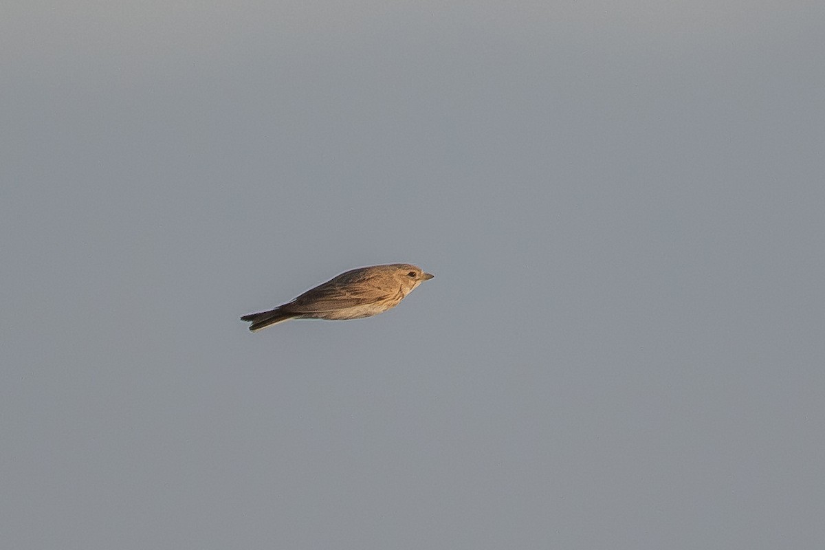 Mediterranean Short-toed Lark - Yonatan Gordon