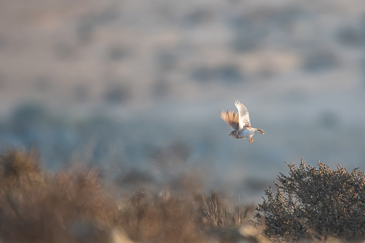 Mediterranean Short-toed Lark - ML616380033