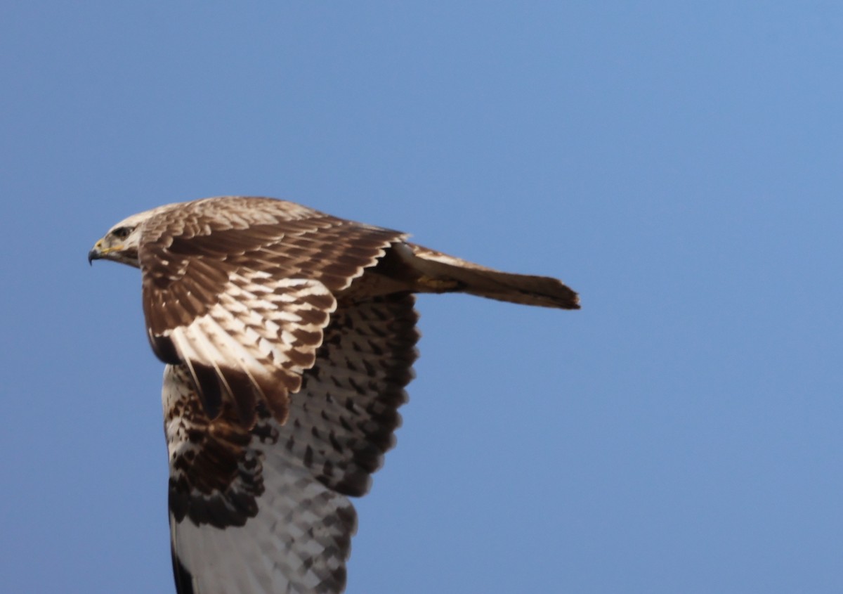 Upland Buzzard - ML616380058