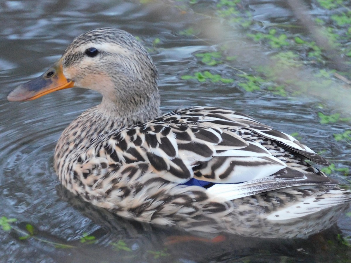 Canard colvert - ML616380069