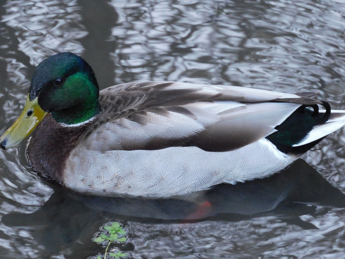 Canard colvert - ML616380070