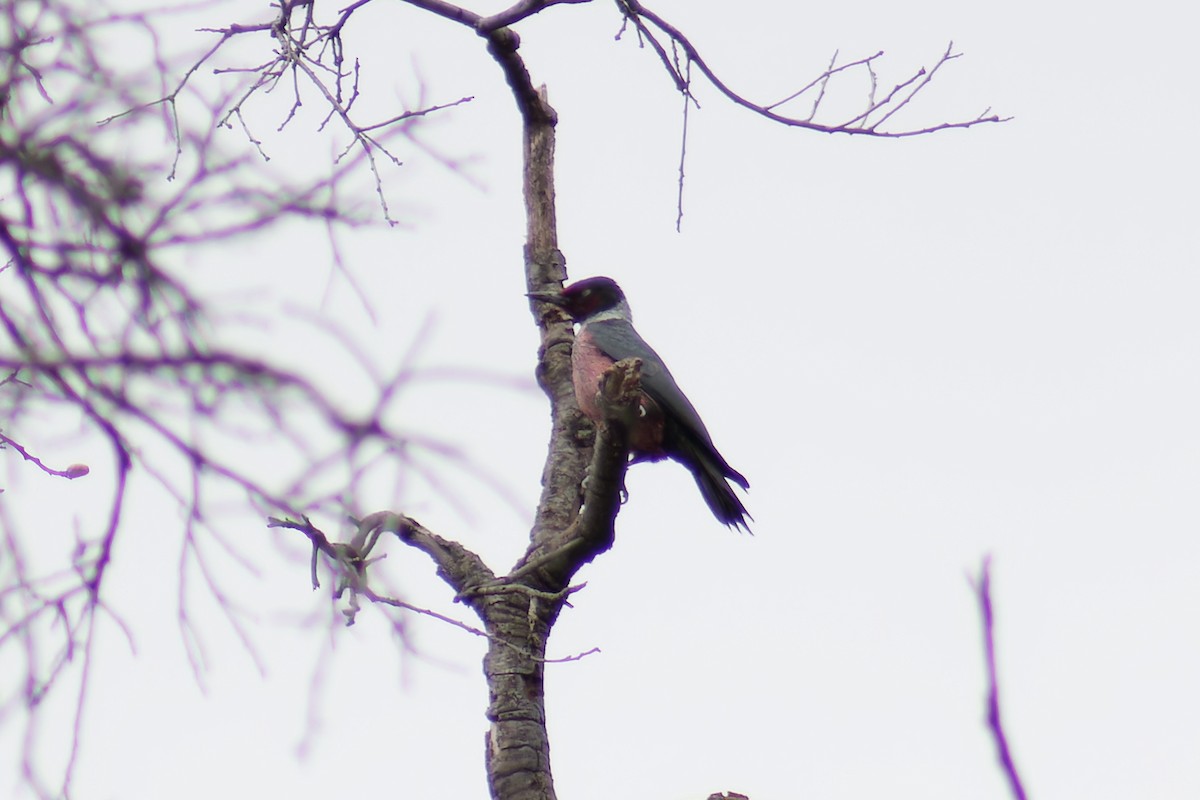 Lewis's Woodpecker - ML616380085