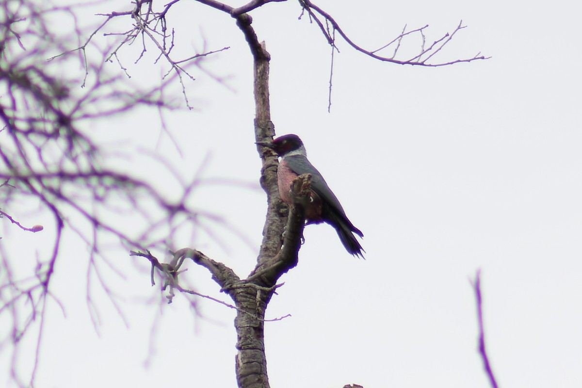 Lewis's Woodpecker - Gary McLarty