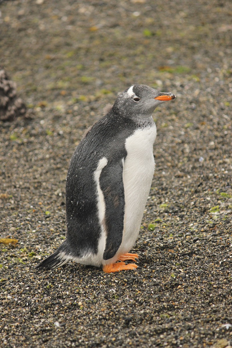 Ослиный пингвин - ML616380101