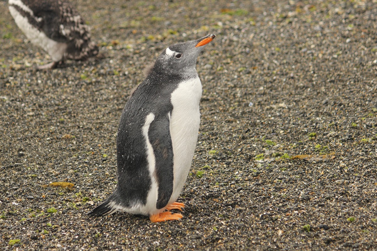Gentoo Penguin - ML616380114