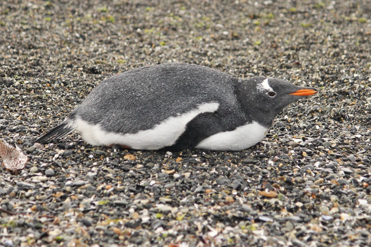 Gentoo Penguin - ML616380115