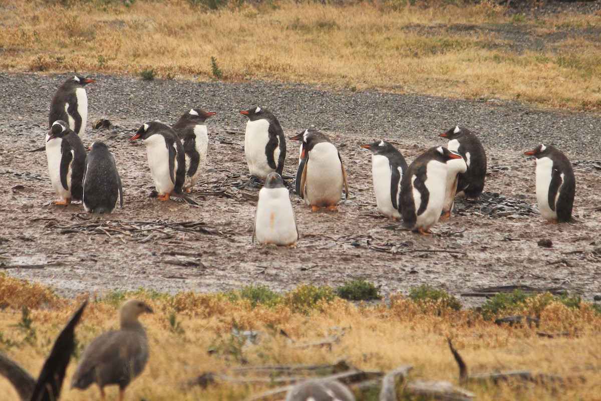 tučňák oslí - ML616380124