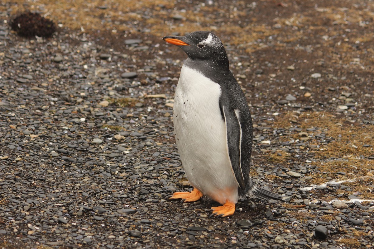 Ослиный пингвин - ML616380128