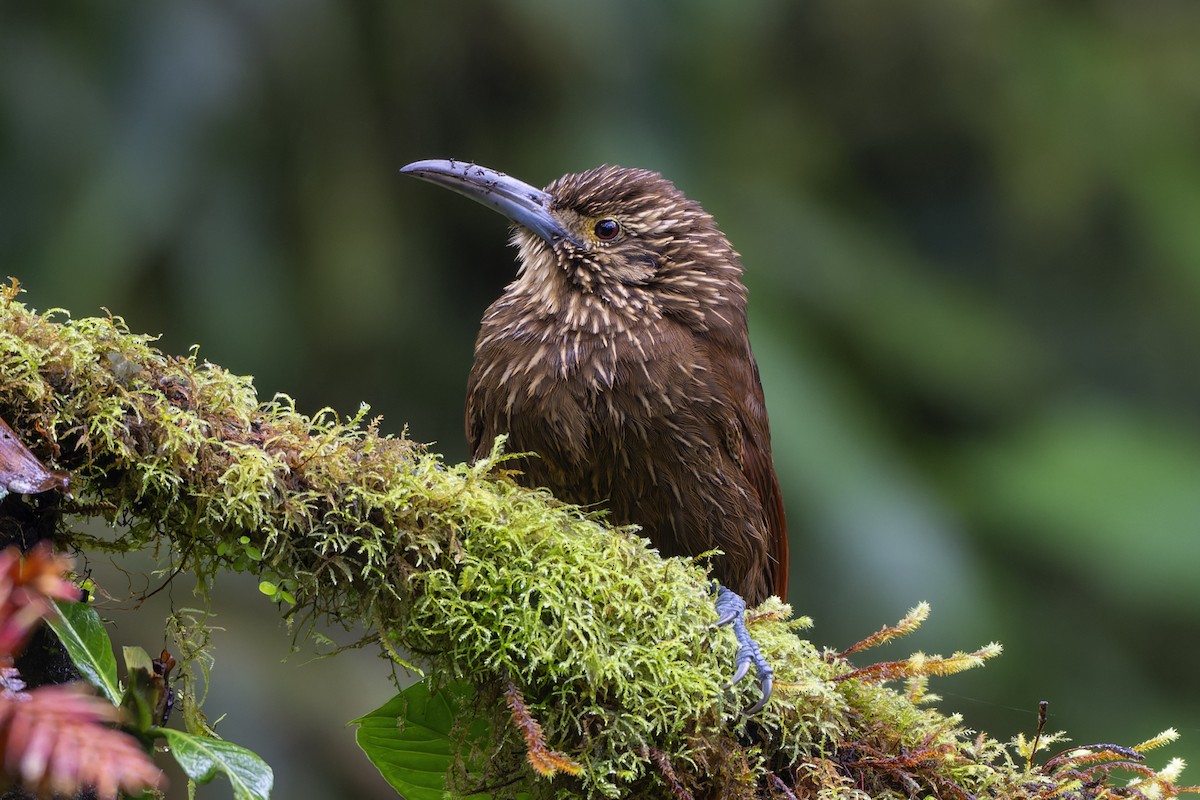 Strong-billed Woodcreeper - Jeff Maw