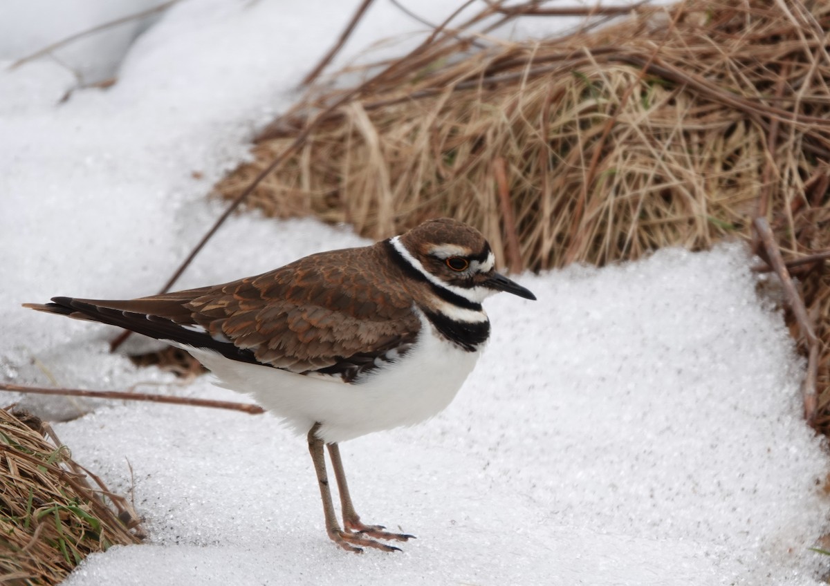 Killdeer - ML616380185