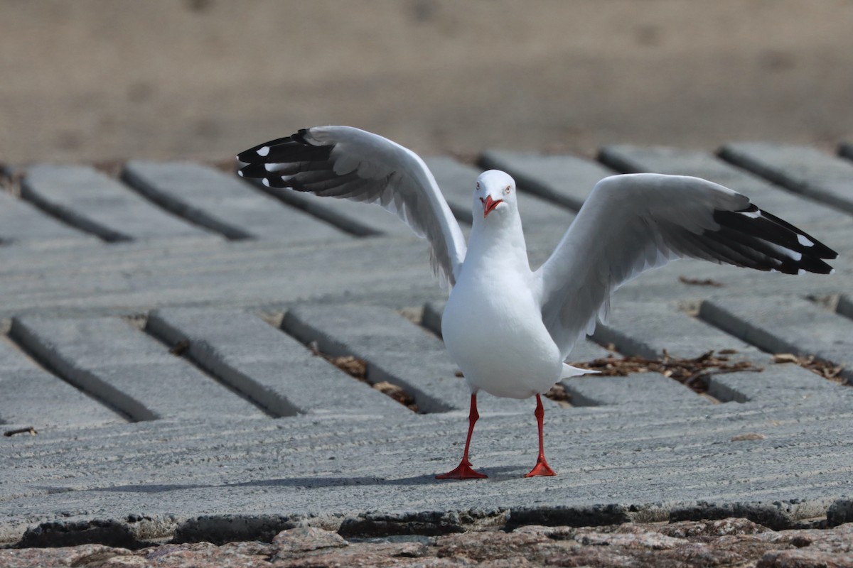 Silver Gull - ML616380186