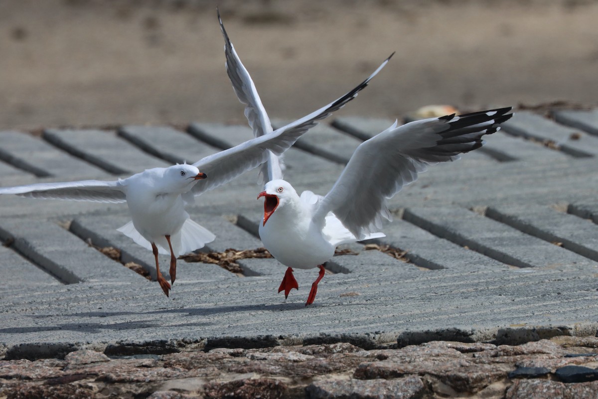 Silver Gull - Dennis Devers