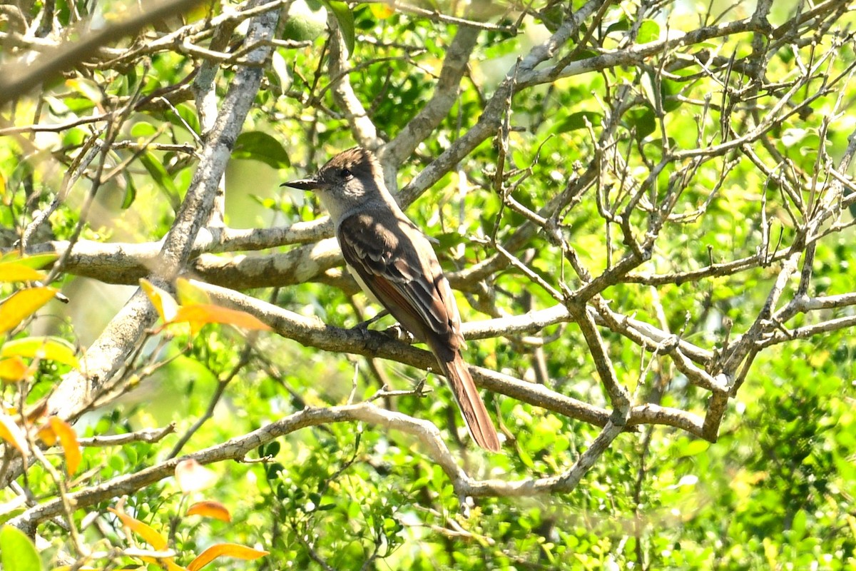 Brown-crested Flycatcher - ML616380215