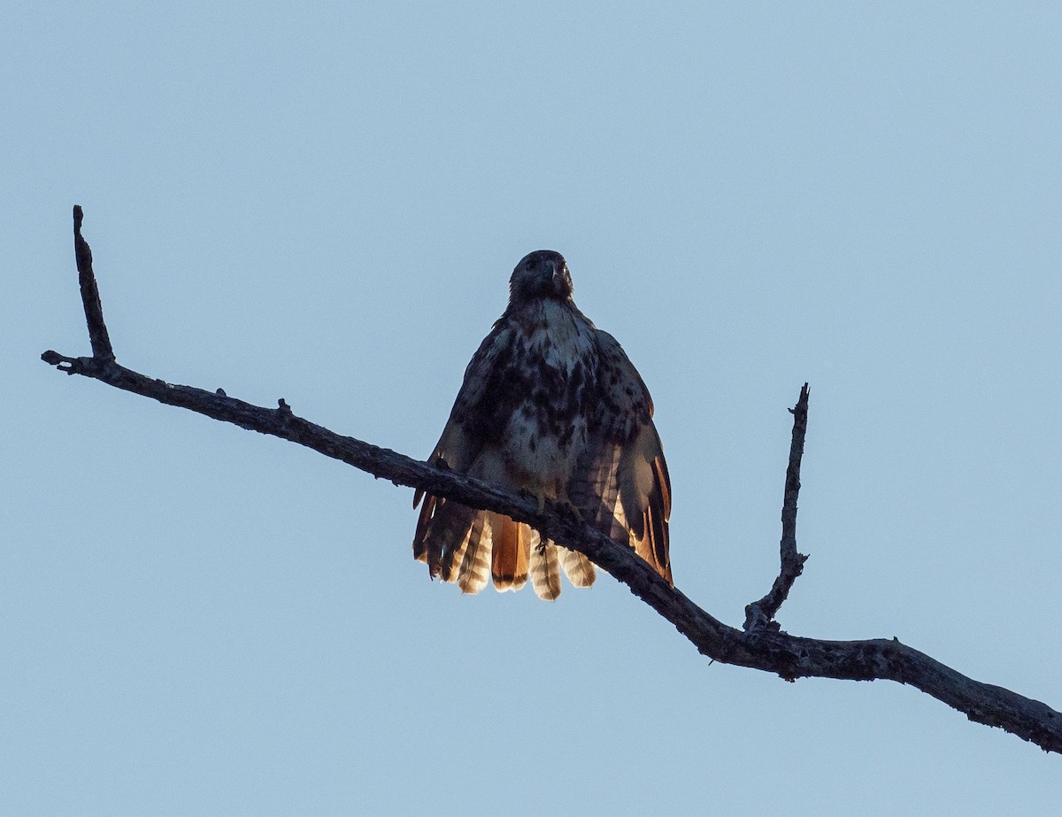 Red-tailed Hawk (jamaicensis) - ML616380252