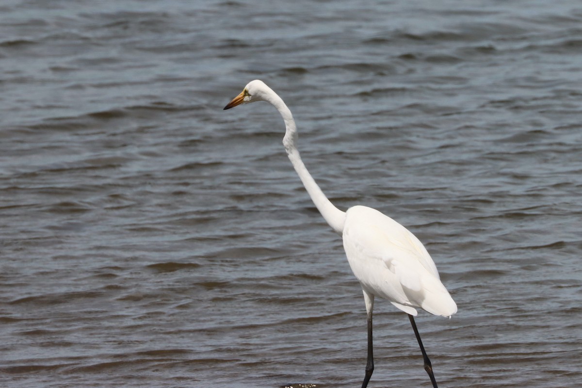 Great Egret - ML616380270