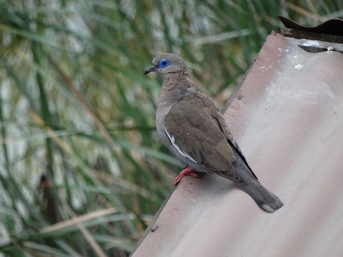 West Peruvian Dove - ML616380283