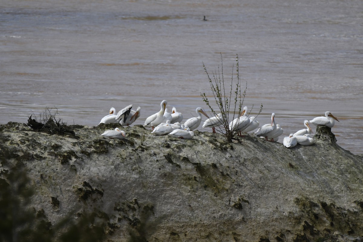 American White Pelican - ML616380300