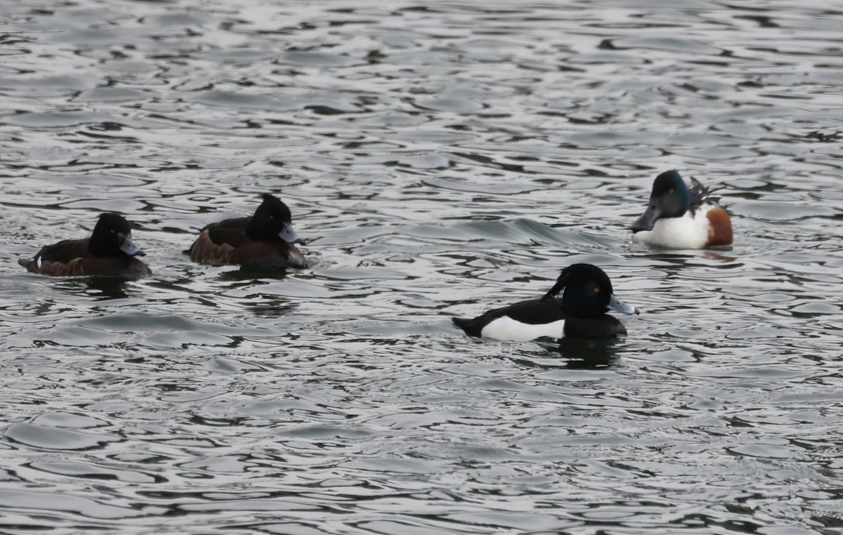 Tufted Duck - ML616380311