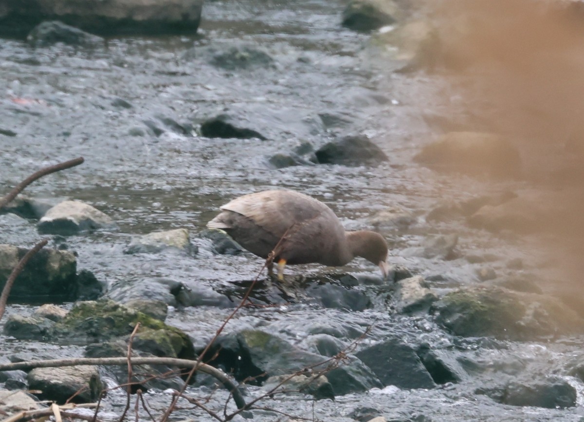 Eurasian Coot - ML616380320