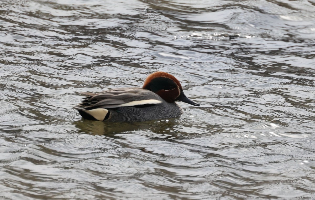 Green-winged Teal (Eurasian) - ML616380327