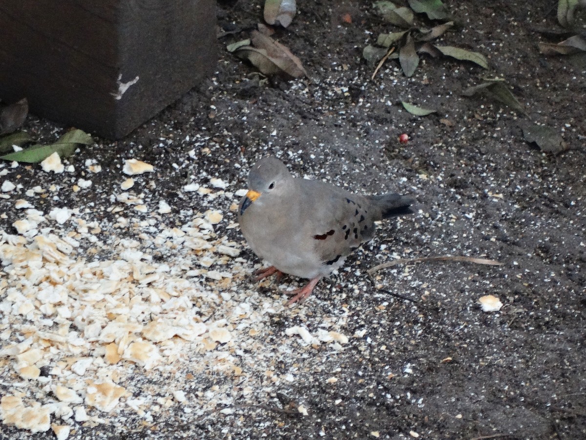 Croaking Ground Dove - ML616380329