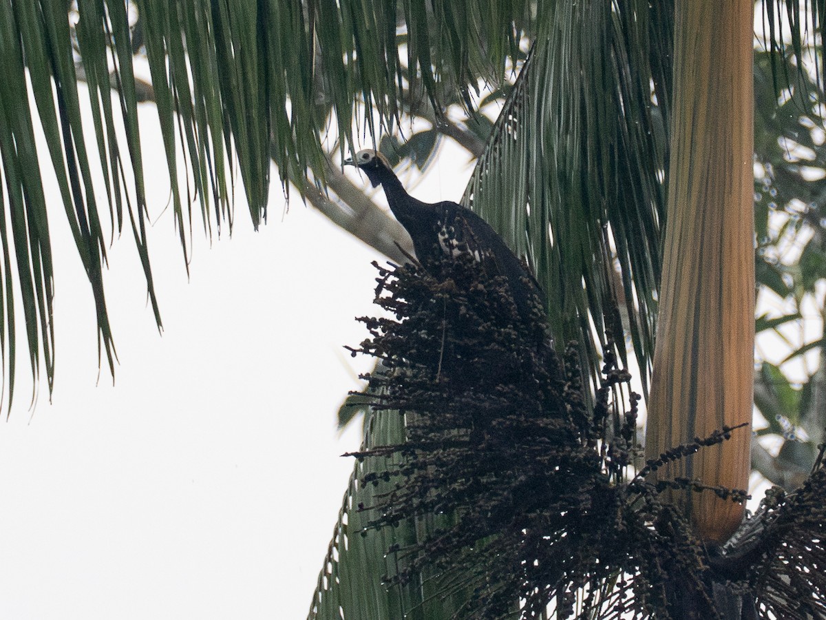 Blue-throated Piping-Guan - ML616380332