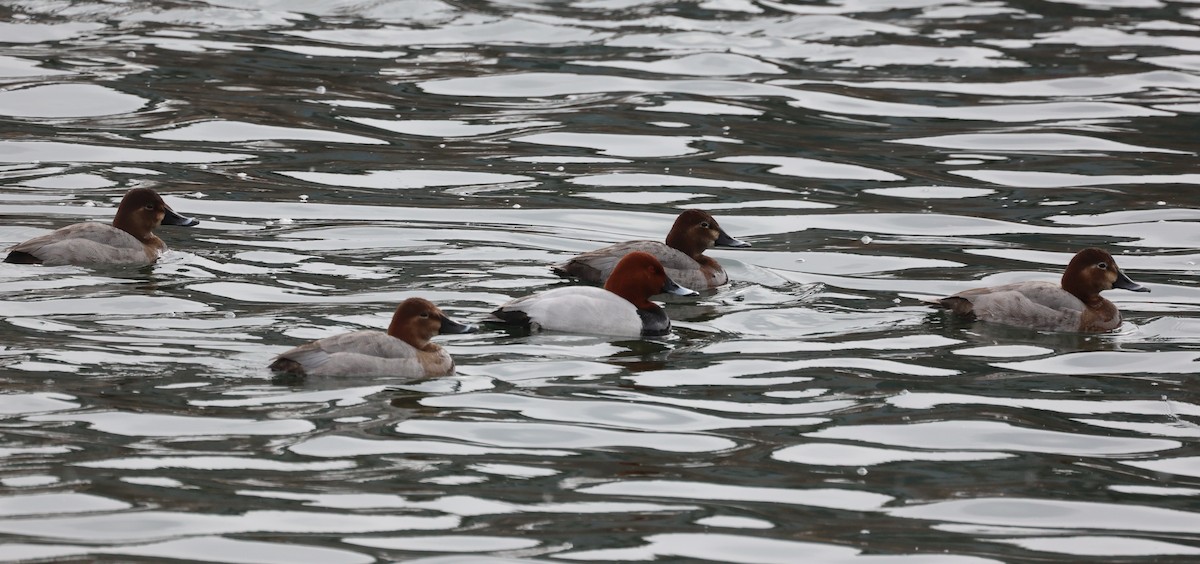 Common Pochard - ML616380339