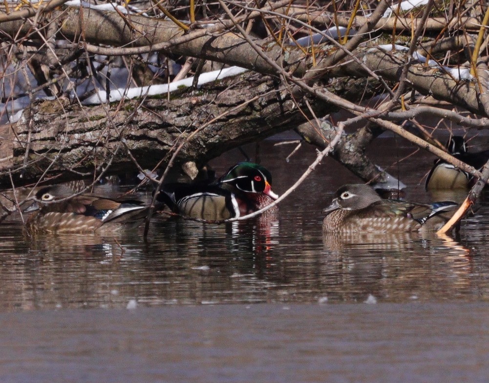 Wood Duck - ML616380341