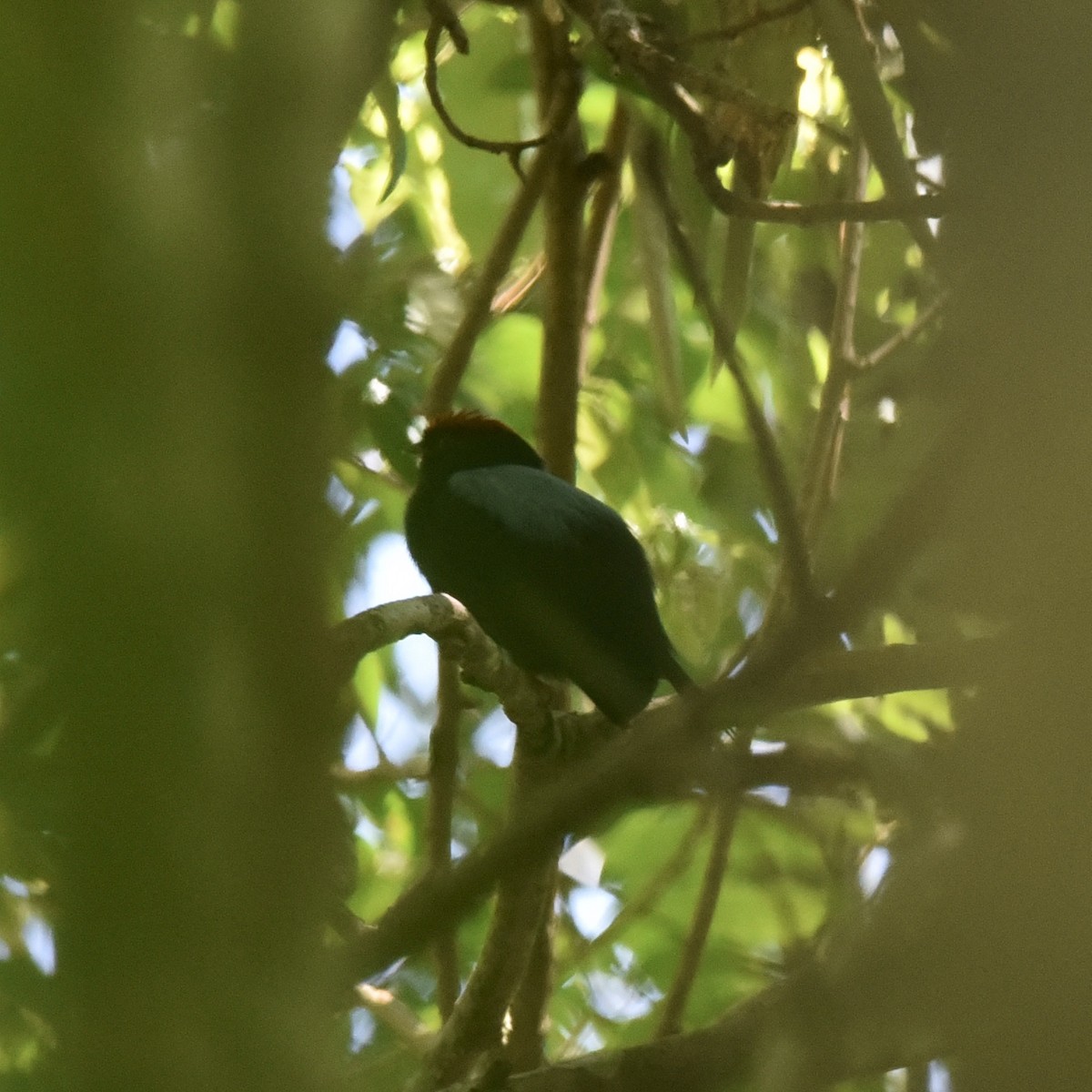 Lance-tailed Manakin - Hans Holbrook