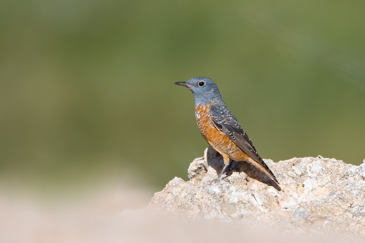 Rufous-tailed Rock-Thrush - ML616380380