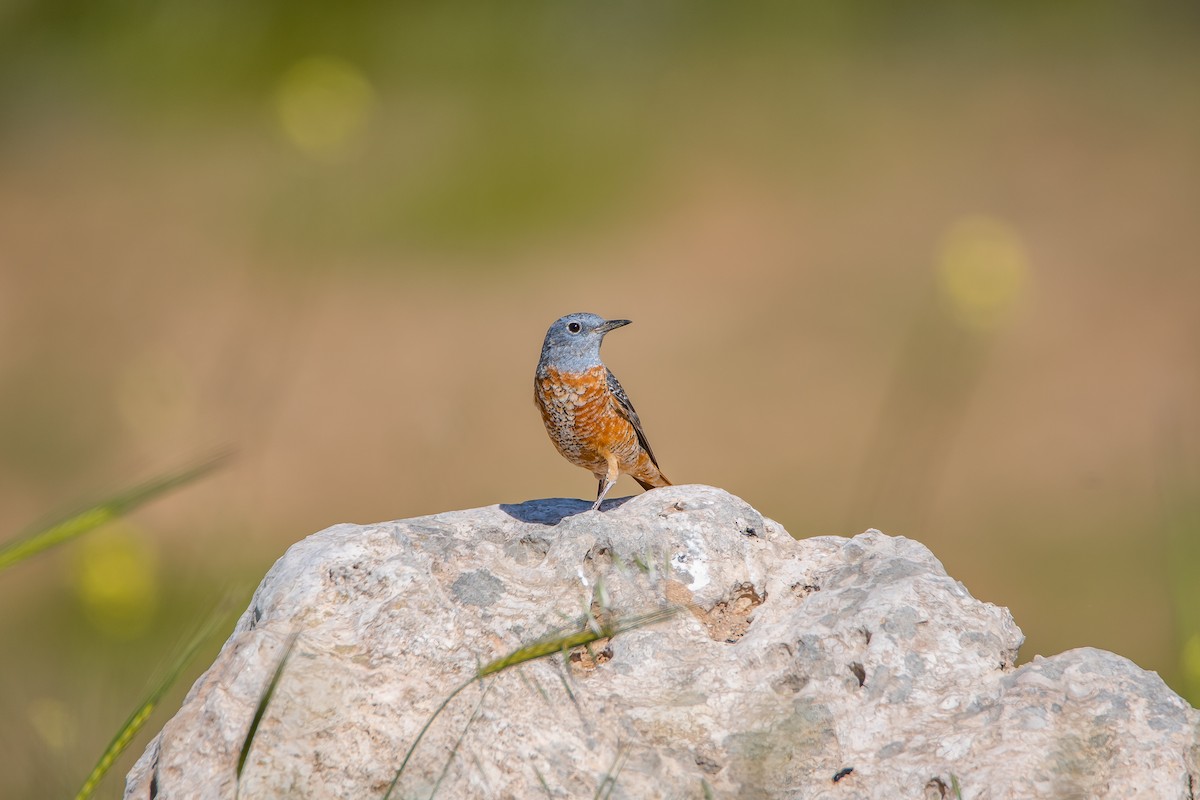 Rufous-tailed Rock-Thrush - ML616380383