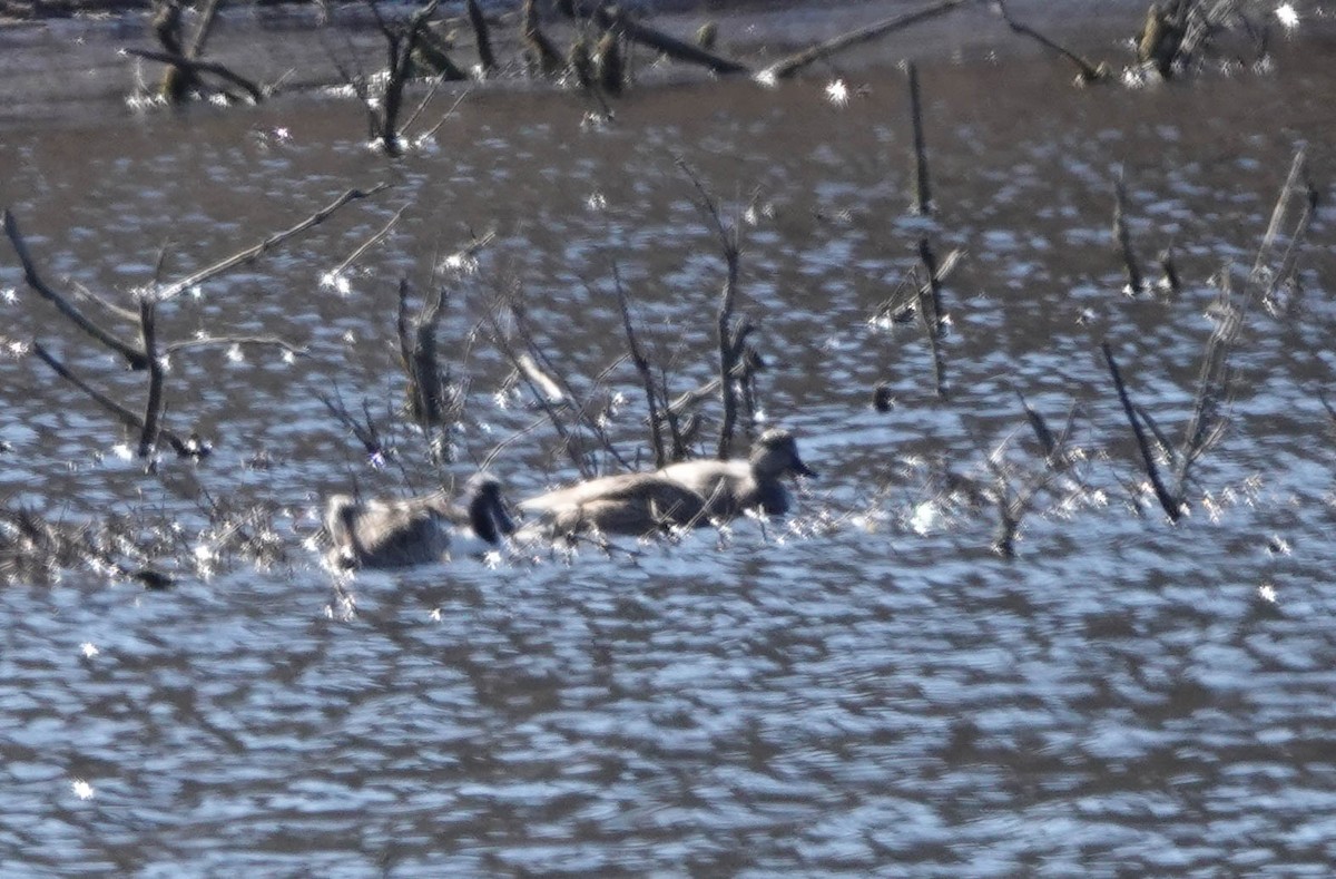 Northern Shoveler - ML616380403