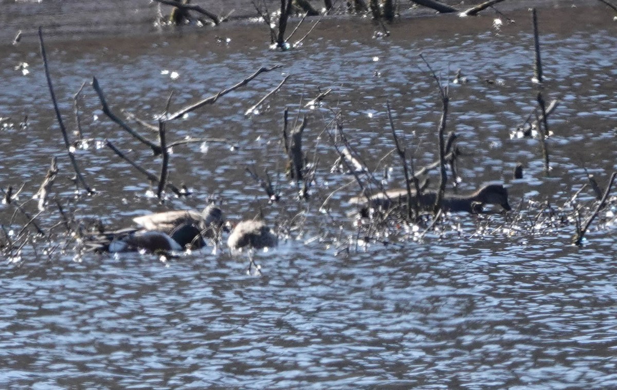 Northern Shoveler - ML616380405