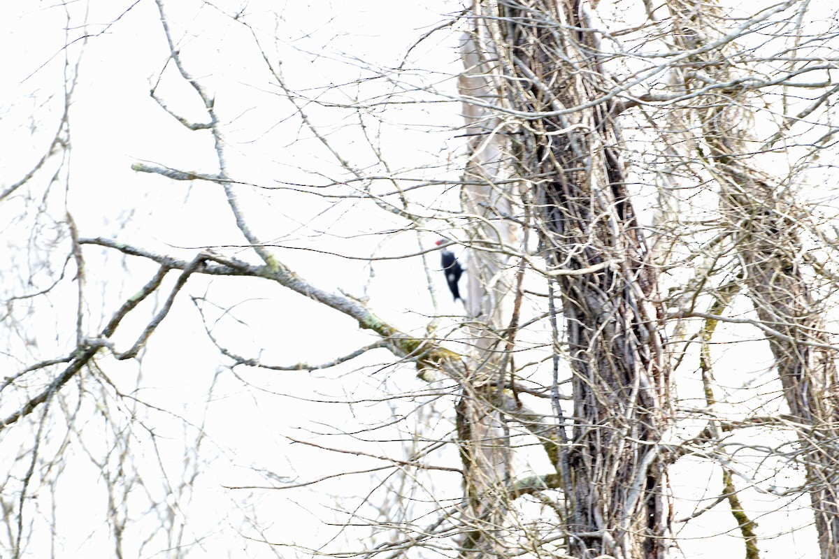 Pileated Woodpecker - Christine Weisse