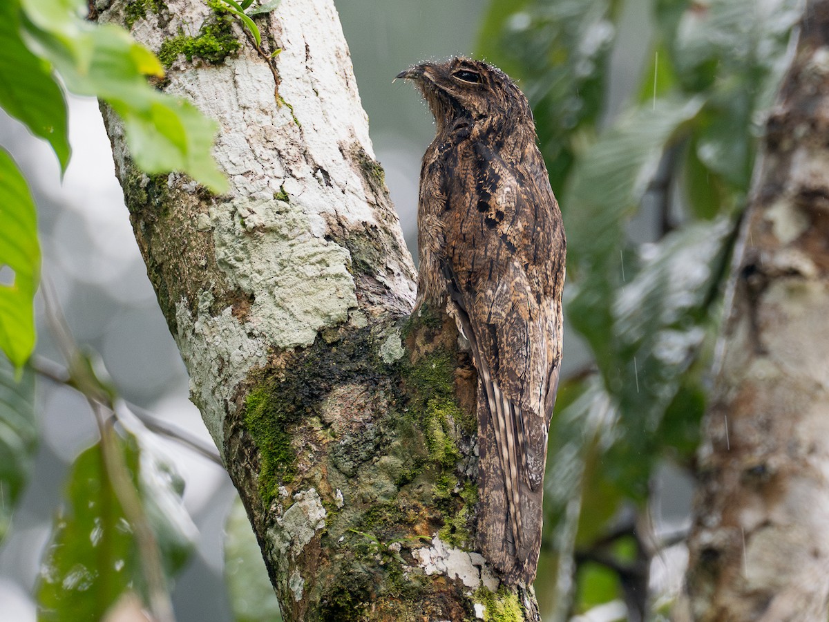 Common Potoo - Chris Fischer