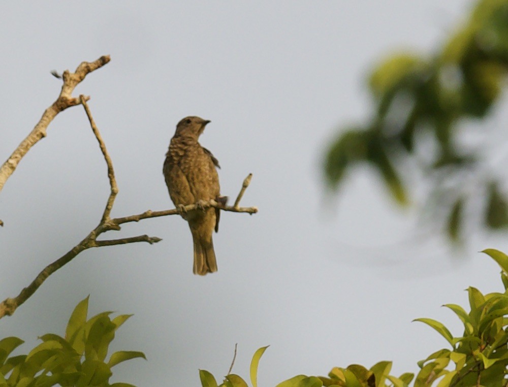 Spangled Cotinga - ML616380457