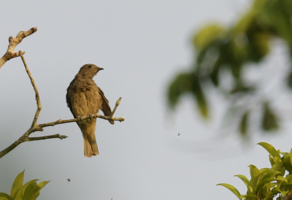 Spangled Cotinga - ML616380458