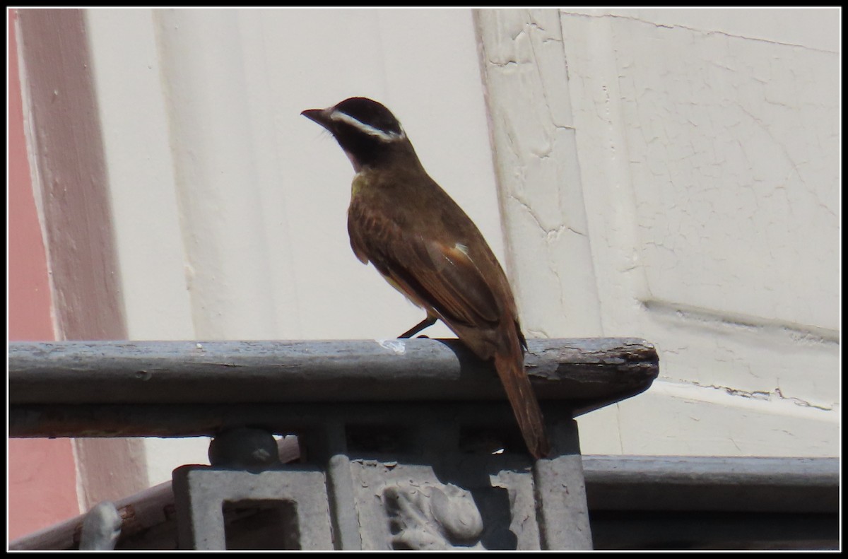 Great Kiskadee - Peter Gordon