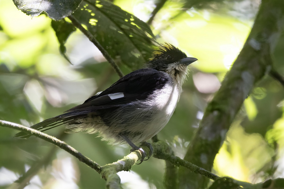 Black-goggled Tanager - Yann Kolbeinsson