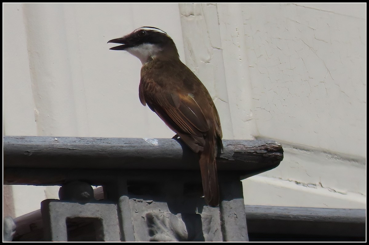 Great Kiskadee - Peter Gordon