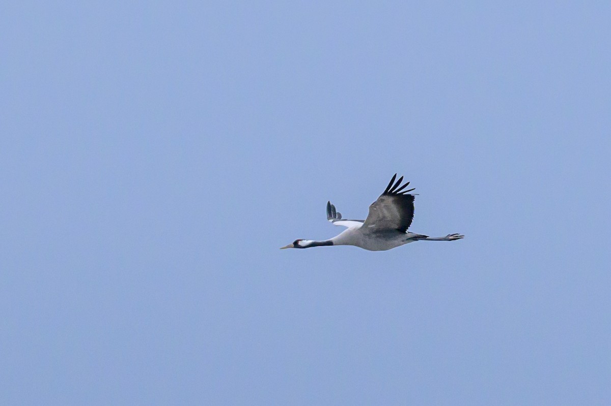Common Crane - Sonu Lukose