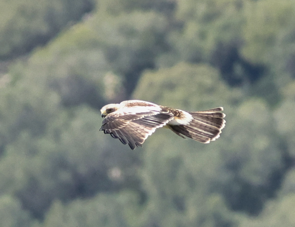 Booted Eagle - Per Rudebjer