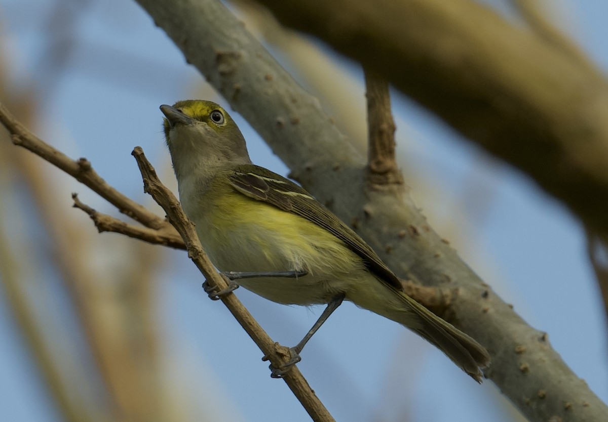 White-eyed Vireo - ML616380549